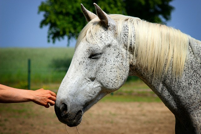 Best odds for horse racing betting Australia