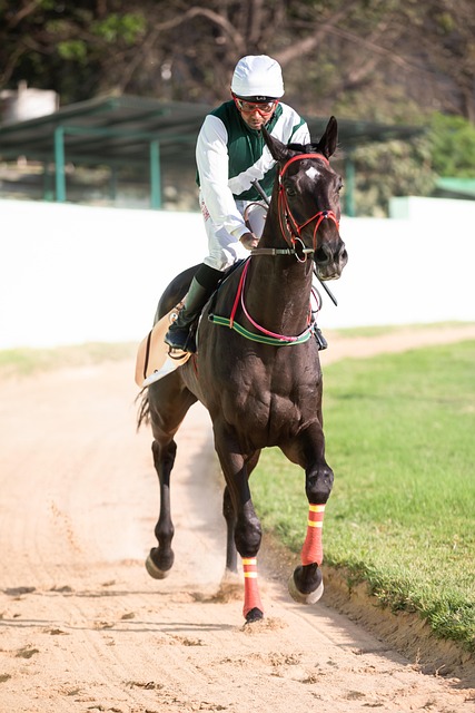 Best odds for horse racing betting Australia