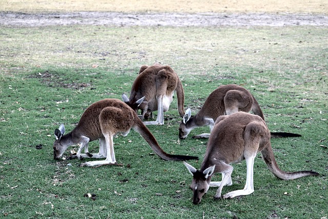 Betting strategies for Aussie sports fans
