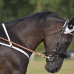Maximize Wins: Exclusive Promotions for High Payout Horse Racing in Australia