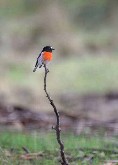 NRL betting strategies for Australians