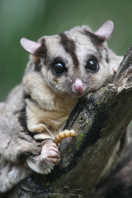 Real-time betting for Aussie sports