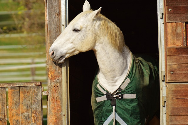Trusted horse racing betting sites Australia