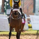 Rapid Cashouts: Unlocking Instant Wins at Top Australian Horse Racing Bets