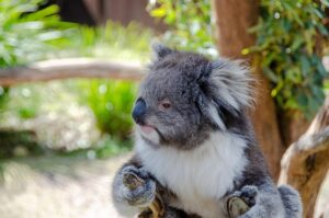 vip-bonuses-for-australians-640x480-14176807.jpeg