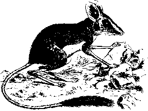 australian-sports-betting-tips-for-begin-640x480-10439390.png