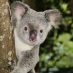 Maximize Your Bets: Best Bonuses for Australian Sports Betters’ Loyalty Programs