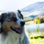 Unlock Rewards: Best Live Betting Loyalty Programs for Aussies