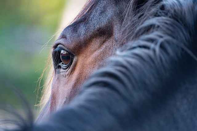 best-odds-for-horse-racing-betting-austr-640x480-25834362.jpeg