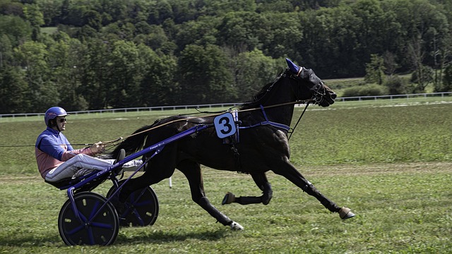 best-odds-for-horse-racing-betting-austr-640x480-26814777.jpeg