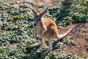 best-payment-options-for-aussie-sports-b-640x480-47433808.jpeg