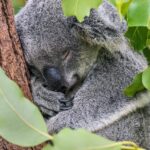 Unleash Wins: Top Apps for Australian Free Bet Promotions