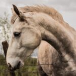 Unveiling Australia’s Premier High Payout Horse Racing Events