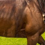 Unleash High Payout Wins: Australian Horse Racing Strategies