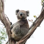Unleash Australian No Deposit Sports Betting Bonuses Today