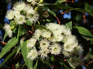 popular-australian-sports-with-high-bett-640x480-62687772.jpeg