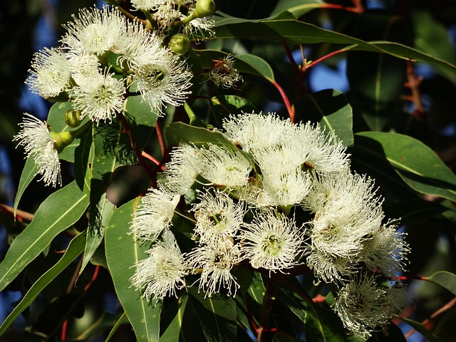 popular-australian-sports-with-high-bett-640x480-62687772.jpeg