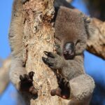 Secure Betting: Top Aussie Sites & Navigating Legal Landscape