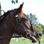 Uncover Australia’s Top Horse Racing Betting Sites for Big Wins