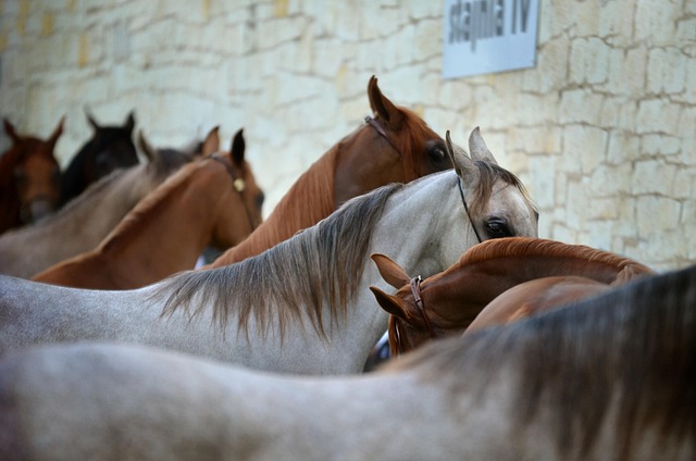 Trusted horse racing betting sites Australia