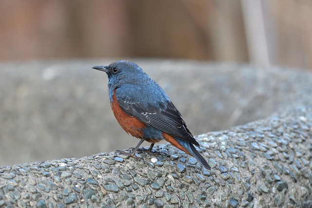 Aussie-friendly betting payment methods