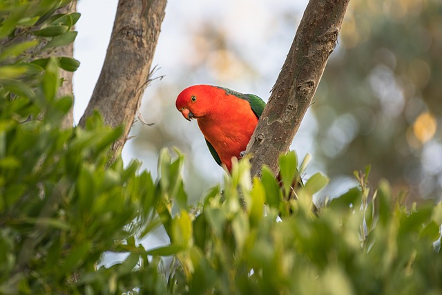 Best Australian casino welcome bonuses