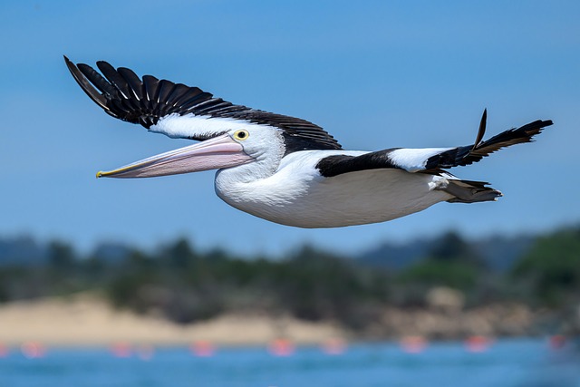 Best loyalty programs for Australian casinos