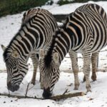 Unlock Australia’s Top Mobile Betting Odds Today