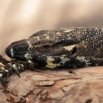 Uncover Australia’s Trusted Betting Sites for Top Odds