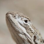 Uncover Australia’s Top Betting Odds Sites