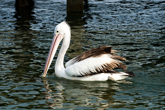 Big win pokies Australia