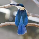 Free Pokies for Aussies: Safe, Legit, & Top Platforms