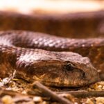 Unleash Safe Australian Low Deposit Casino Adventures