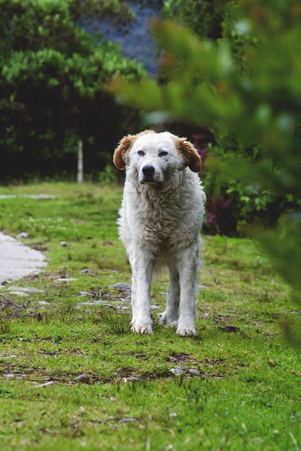 Online greyhound betting Australia