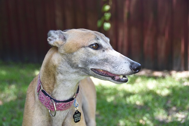 Online greyhound betting Australia