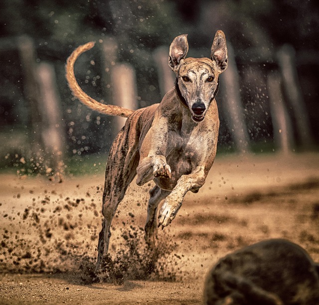 Online greyhound betting Australia
