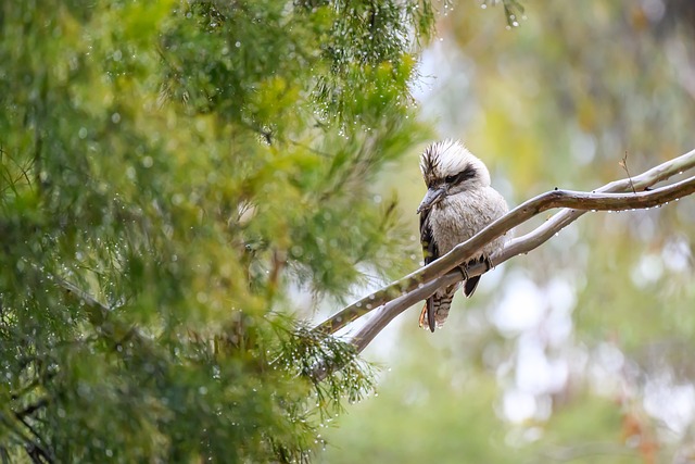 Online roulette for Australians