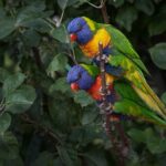 Safe Pokies Sites: Top Licensed Operators for Aussies