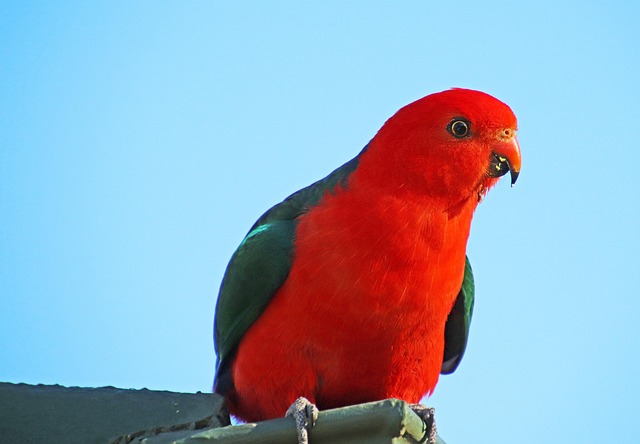 VIP bonuses for Australians