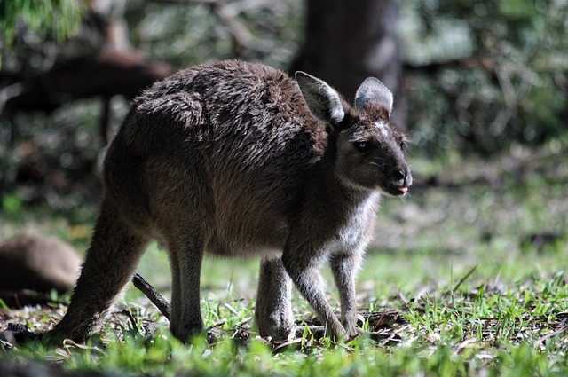 Aussie sports betting guides