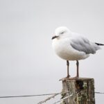 Unleash Generous Rewards: Australian Casino Loyalty Secrets Unveiled