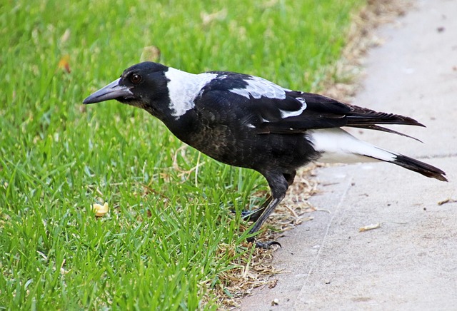 Australian eSports betting sites