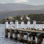 Unleash Rewards: Australian eSports Bonuses Unveiled