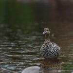 Australian Esports Betting: Navigating Trends and Top Sites