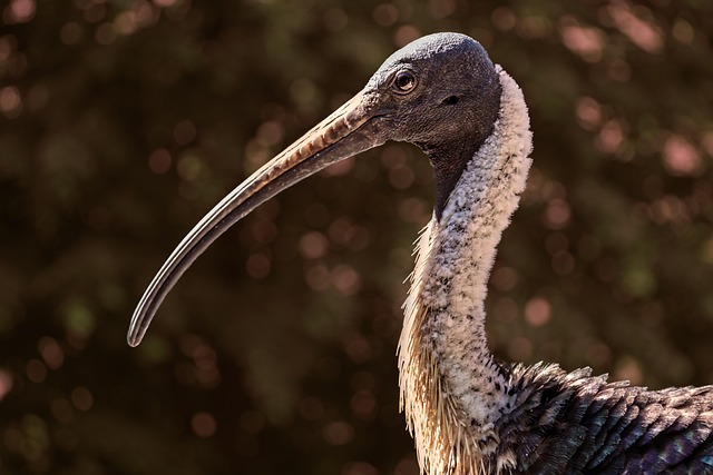 Australian eSports bonuses