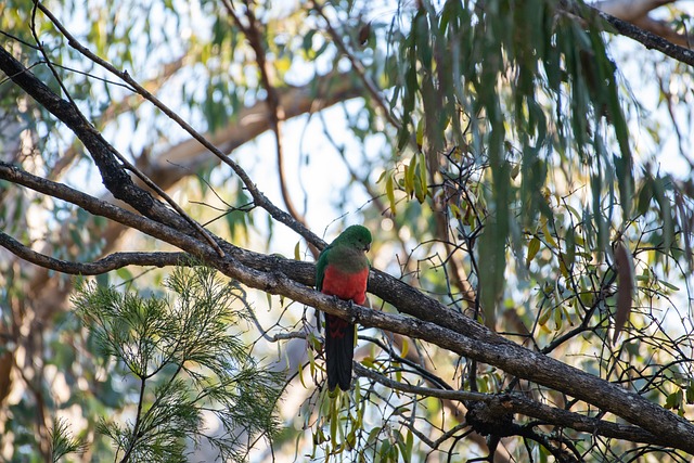 Australian eSports bonuses