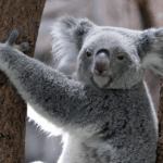 Maximizing Australian eSports Bonuses: Navigating Promotions Strategically