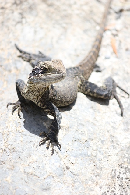 Australian eSports bonuses