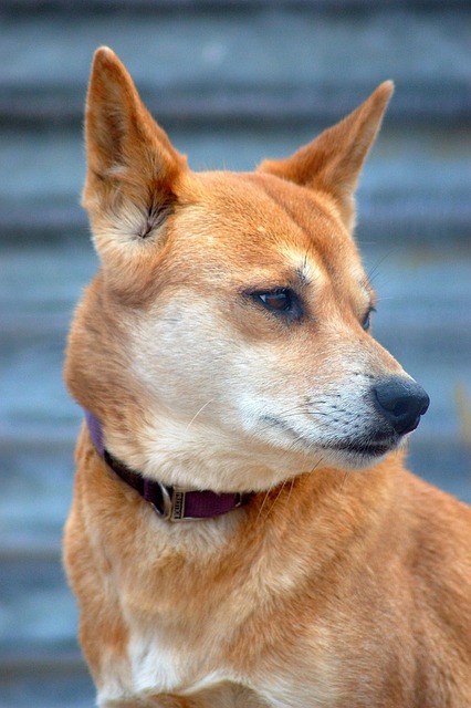 Australian eSports bonuses