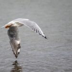 Unleash Luxury Perks: VIP Rewards on Australian Lottery Betting Sites